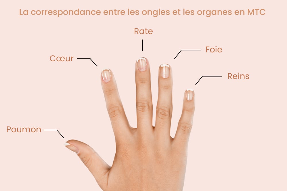 La correspondance entre les ongles et les oranges en MTC (1).png