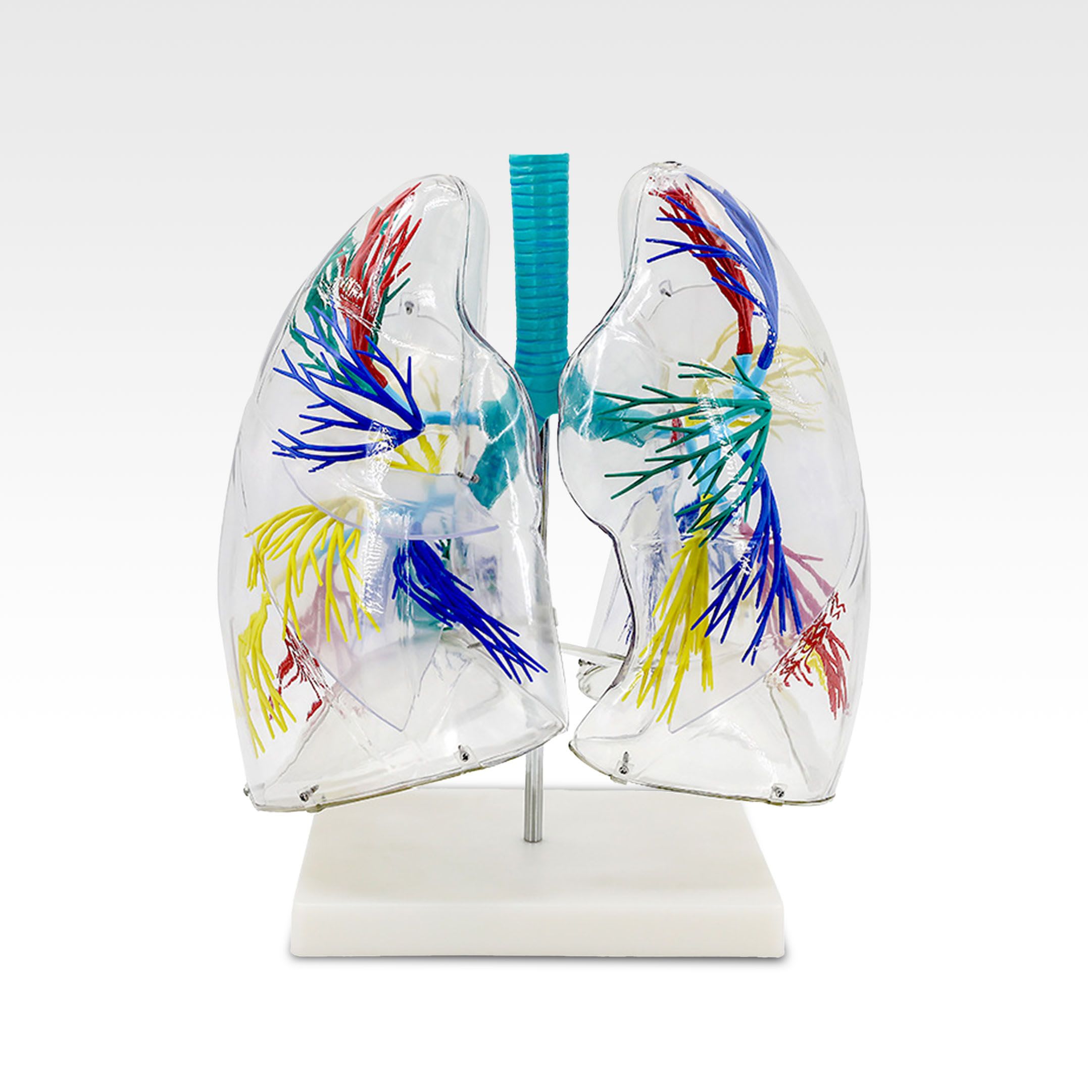 透明肺段模型.jpg