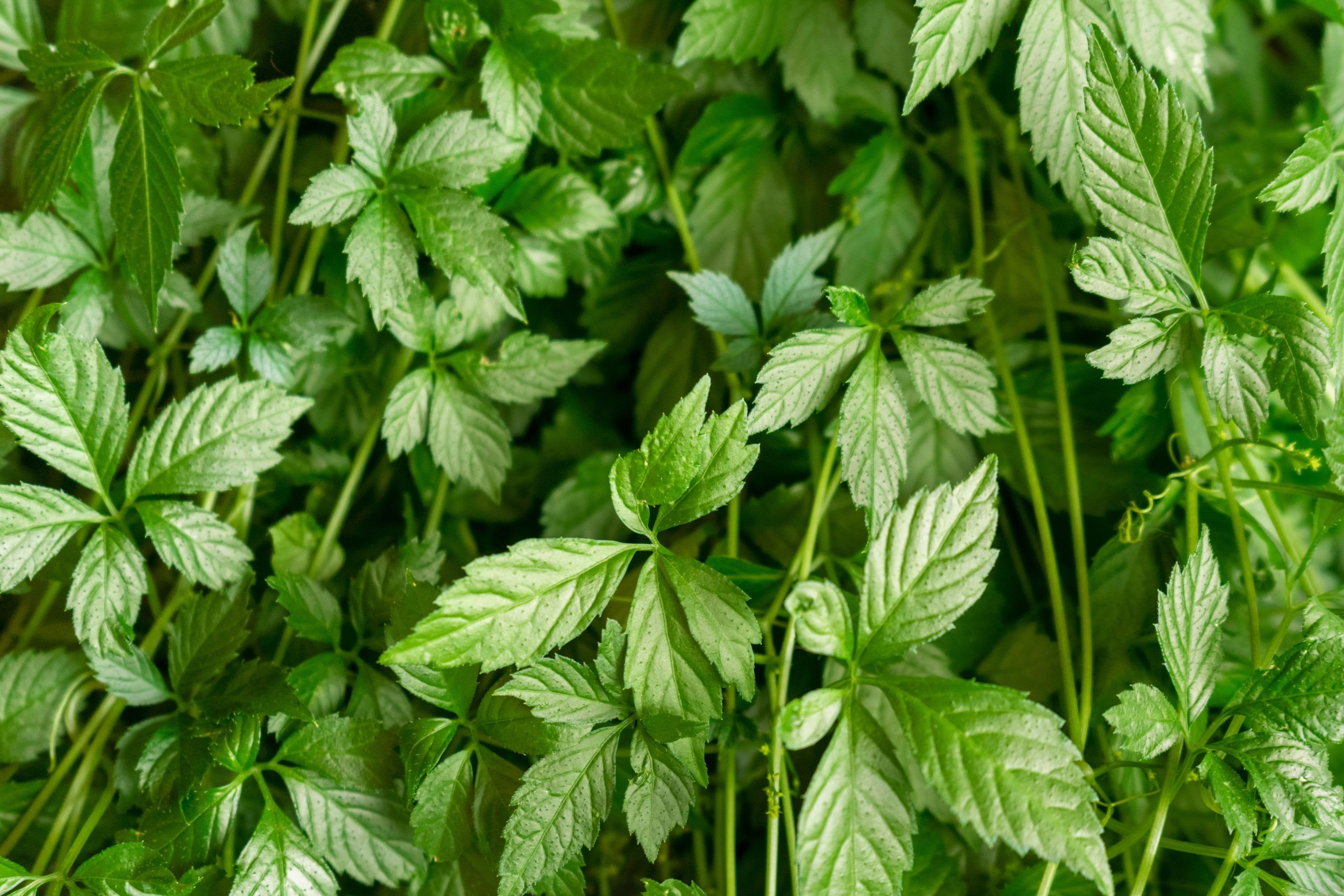 Herbe de l’immortalité : Une plante ancrée dans la tradition