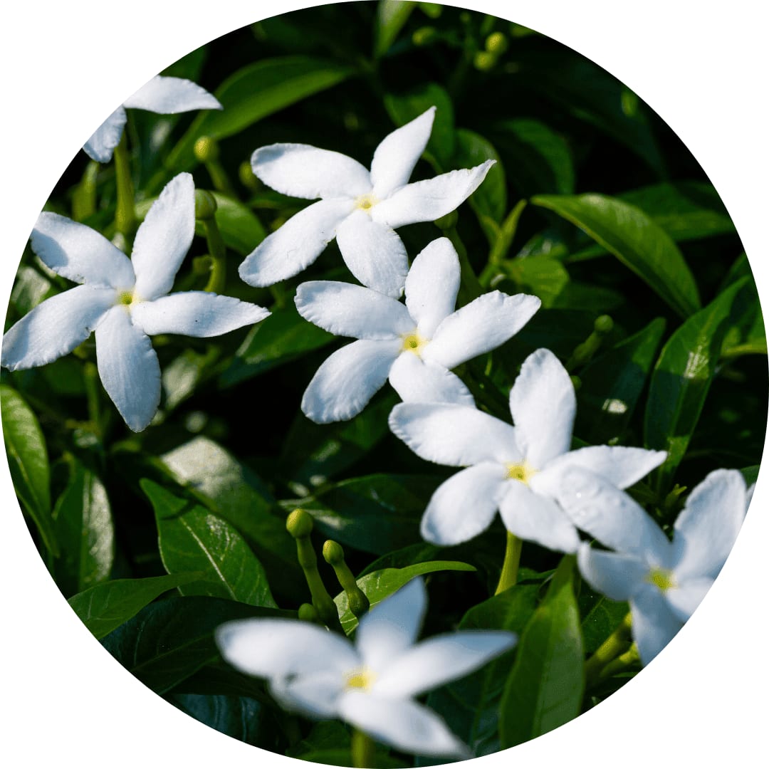 Jasmin commun