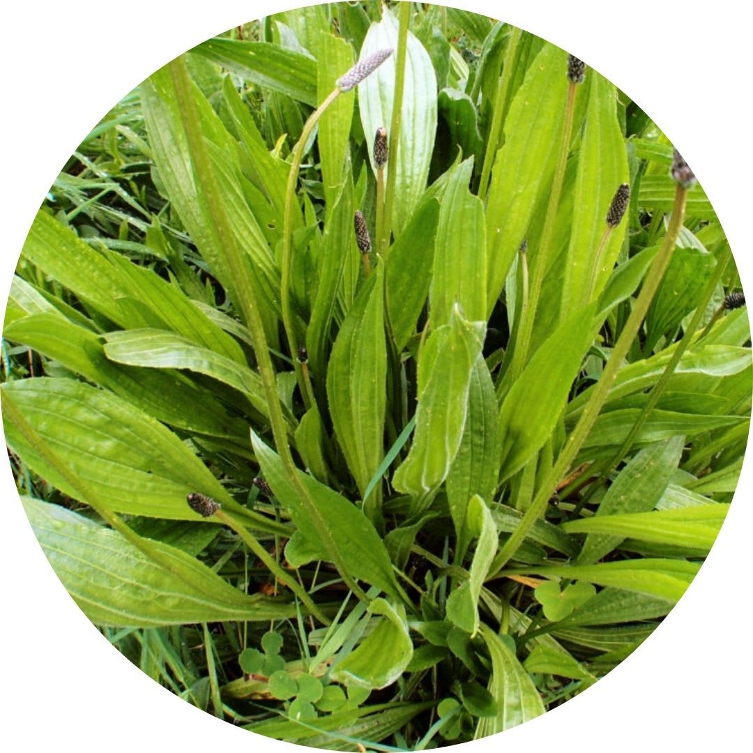 Plantain
