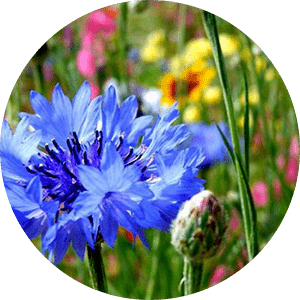 Bleuet
