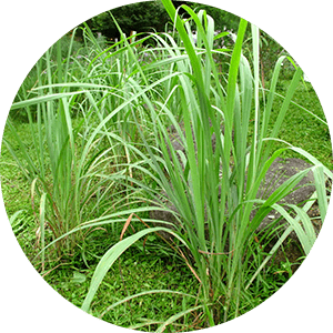 Citronnelle