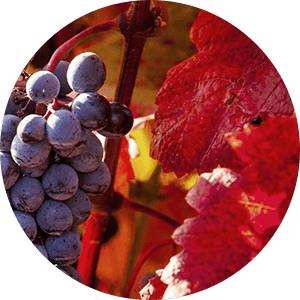 Vigne Rouge