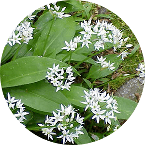 Ail Des Ours