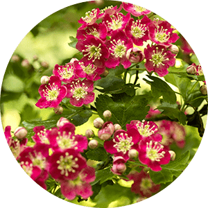 Aubépine