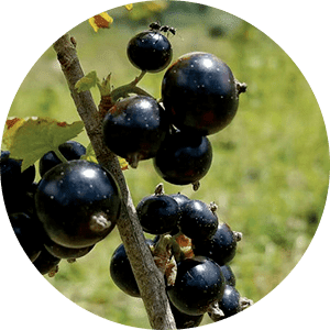 Cassis