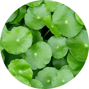 Hydrocotyle