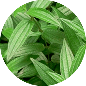 Eucalyptus