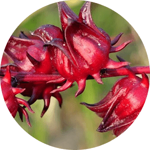 Hibiscus