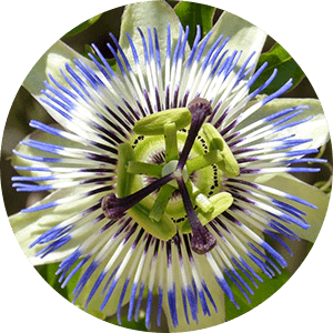 Passiflore