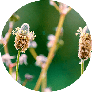 Psyllium