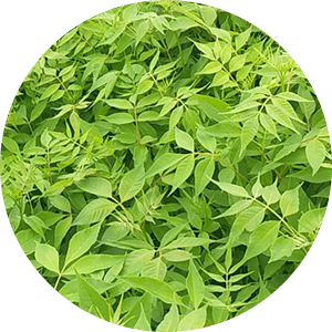 Guan Huang Bai