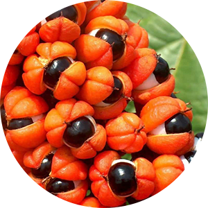 Guarana