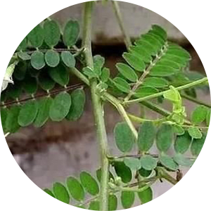 Sha Yuan Zi