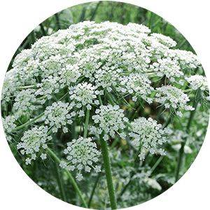 fleur de ginseng