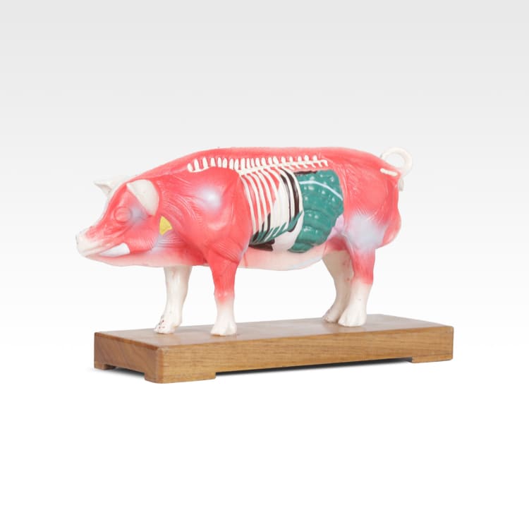 cochon.jpg
