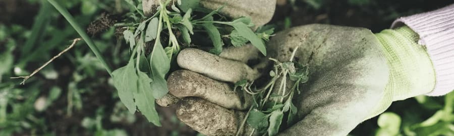 Des mains gantées récoltant des plantes