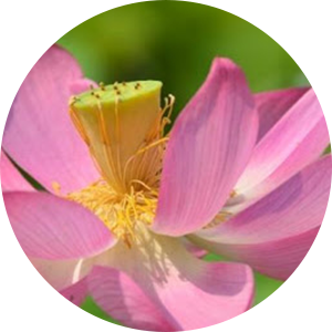 Ciseaux Infirmiers Asian Flower Pastel au NurseOClock