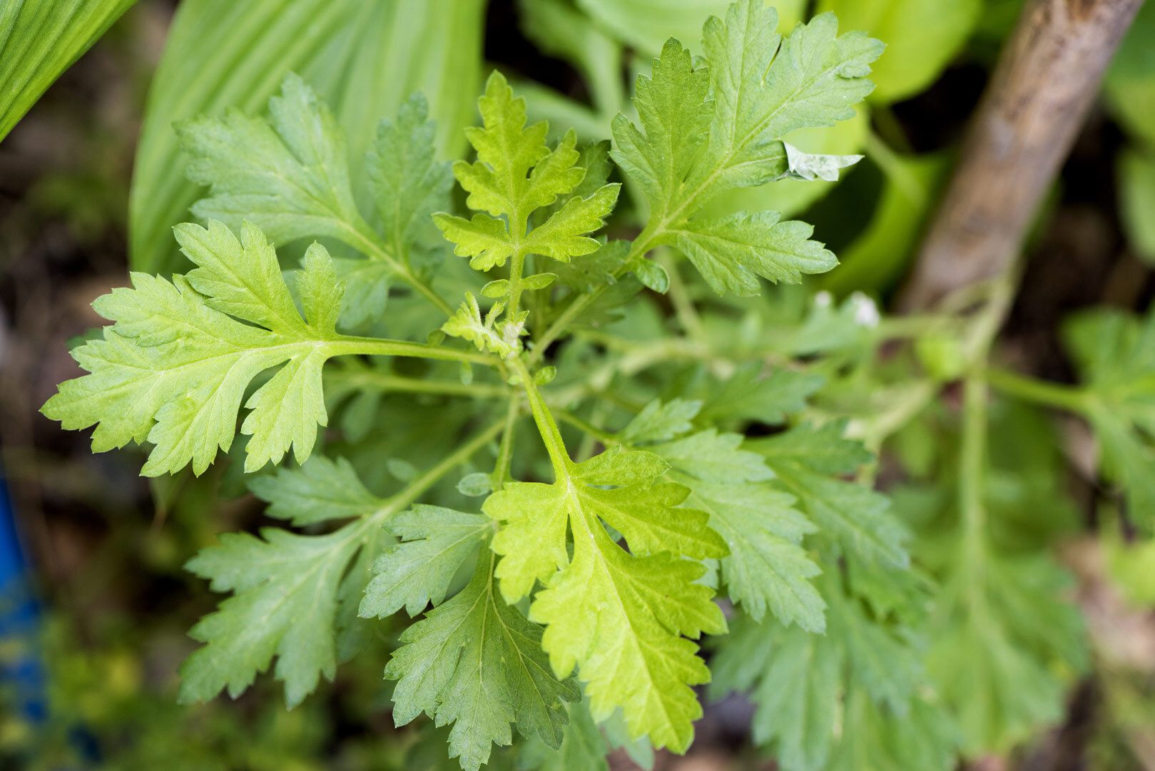 Artemisia-Annua.jpg
