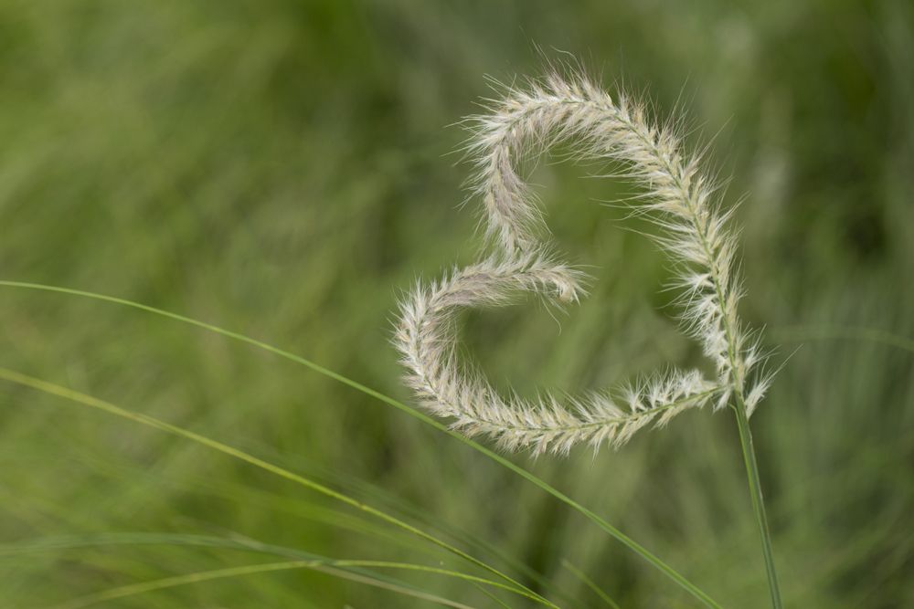 le coeur organe de l'été.jpg