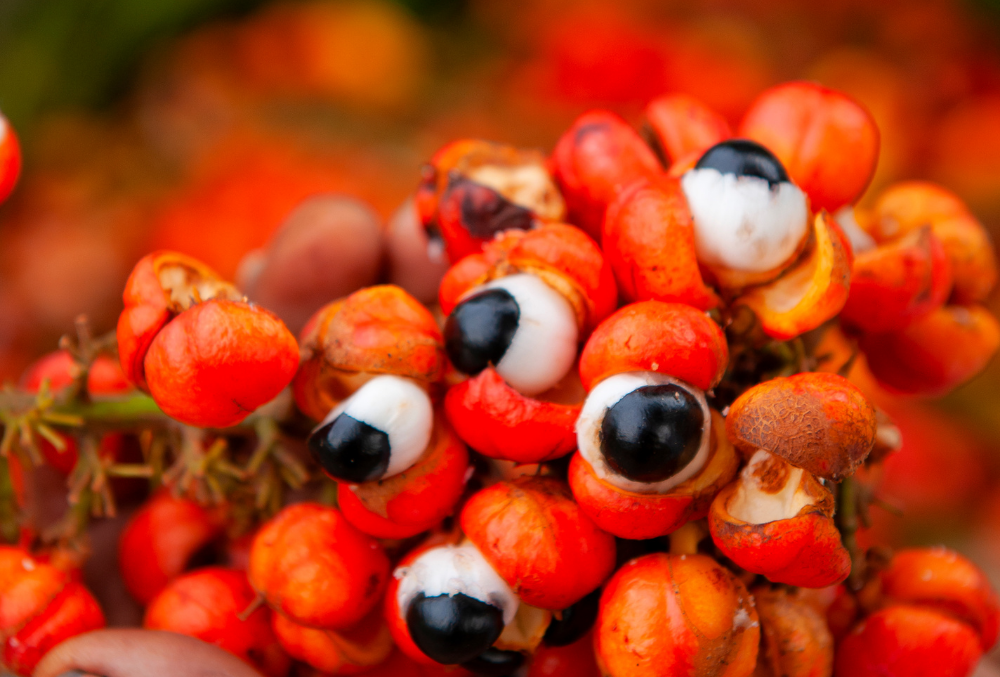 guarana.png
