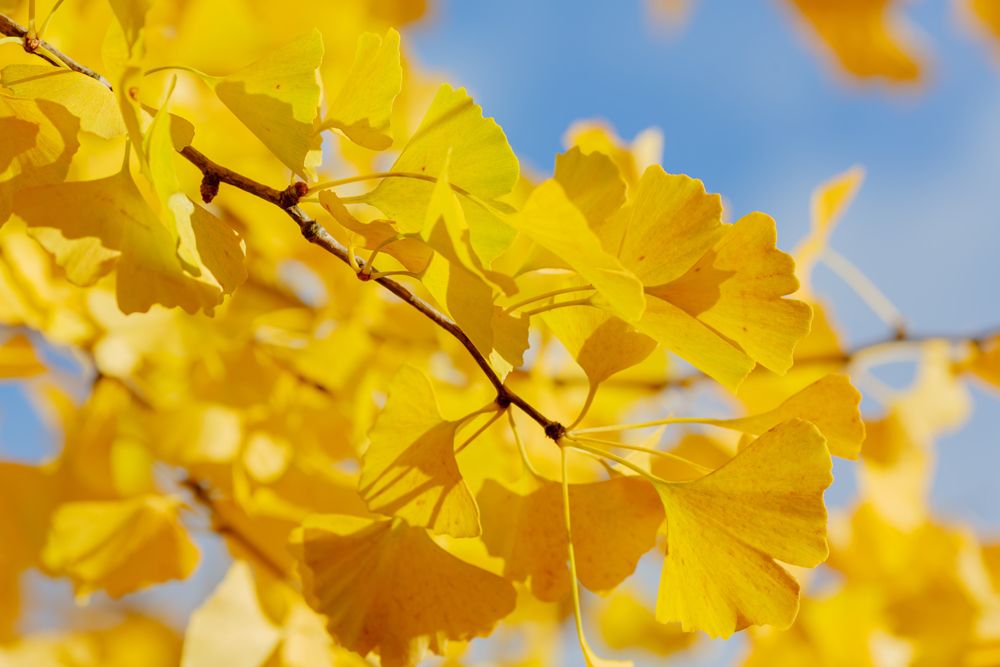 gnikgo-automne.jpg