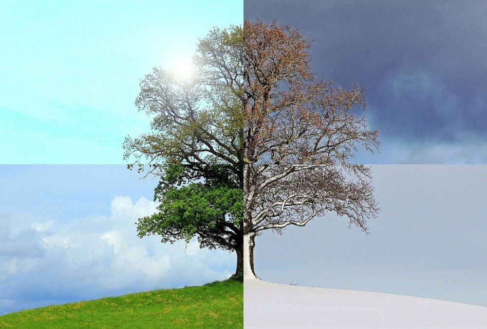 saisons-yin-yang.jpg
