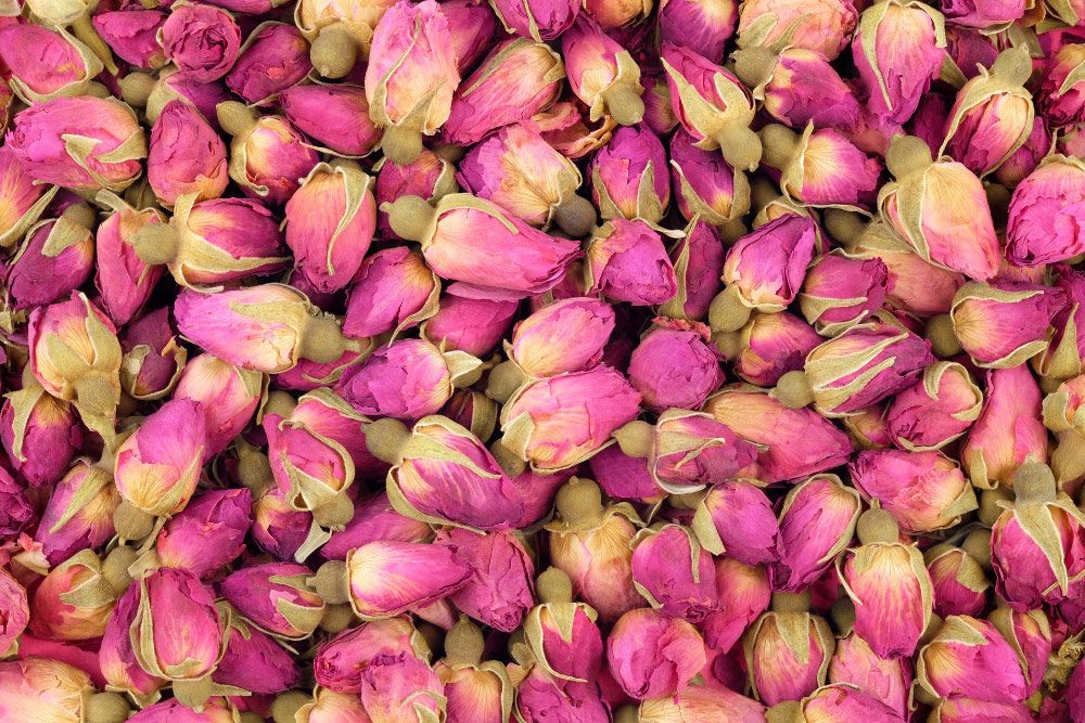 boutons-de-rose.jpg