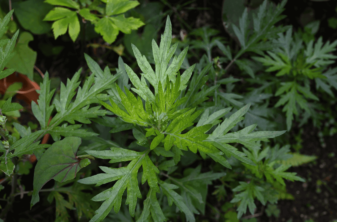 Artemisia argyi - Plante d'armoise