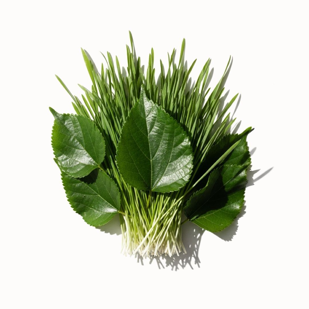 Produit Calebasse Feuilles de Mûrier