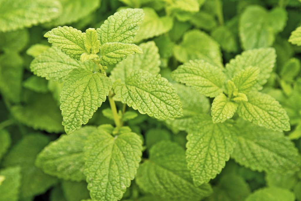 Gros plan sur les feuilles gaufrées et dentelées de la mélisse