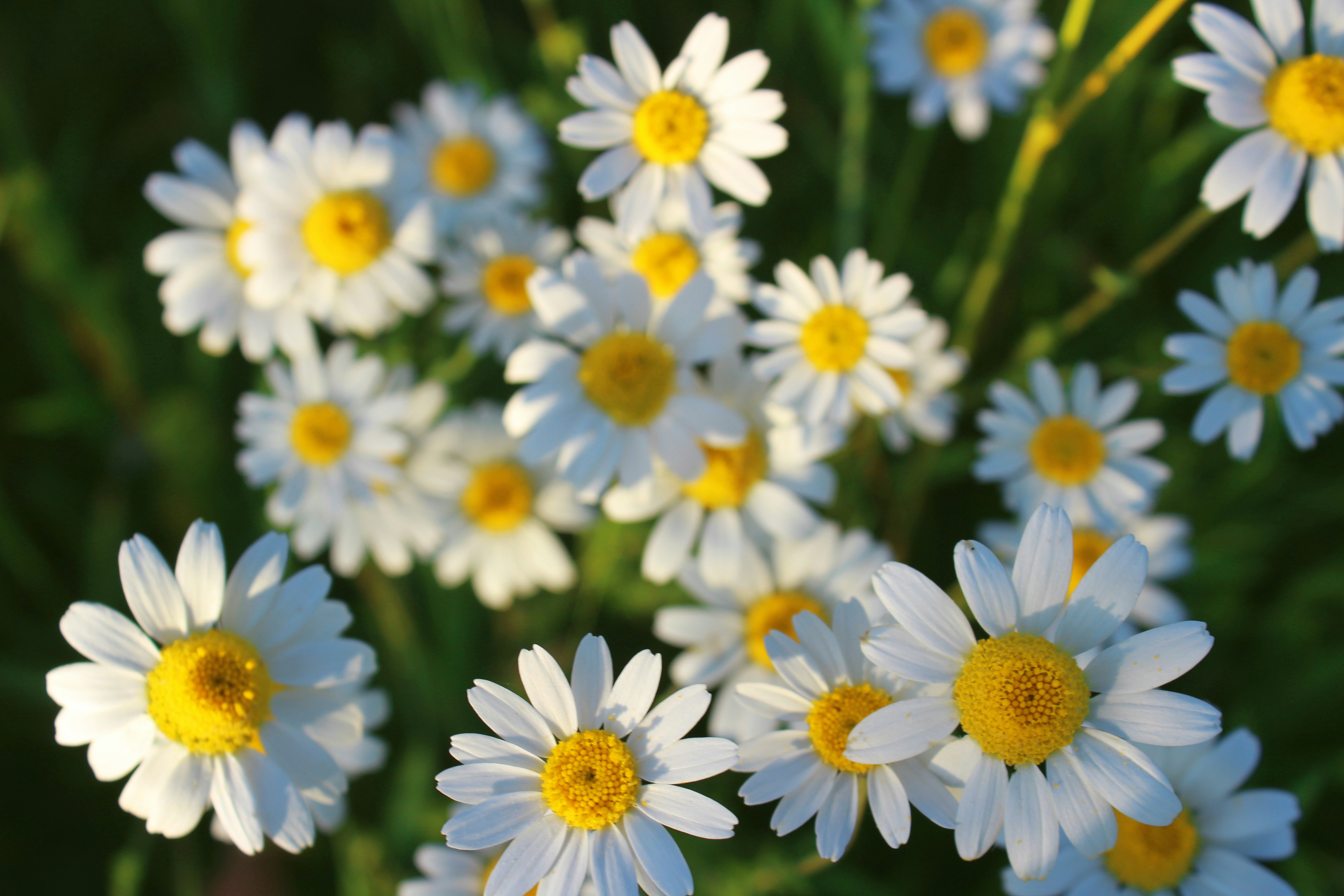 Fleurs de camomille séchées prêtes pour l'infusion