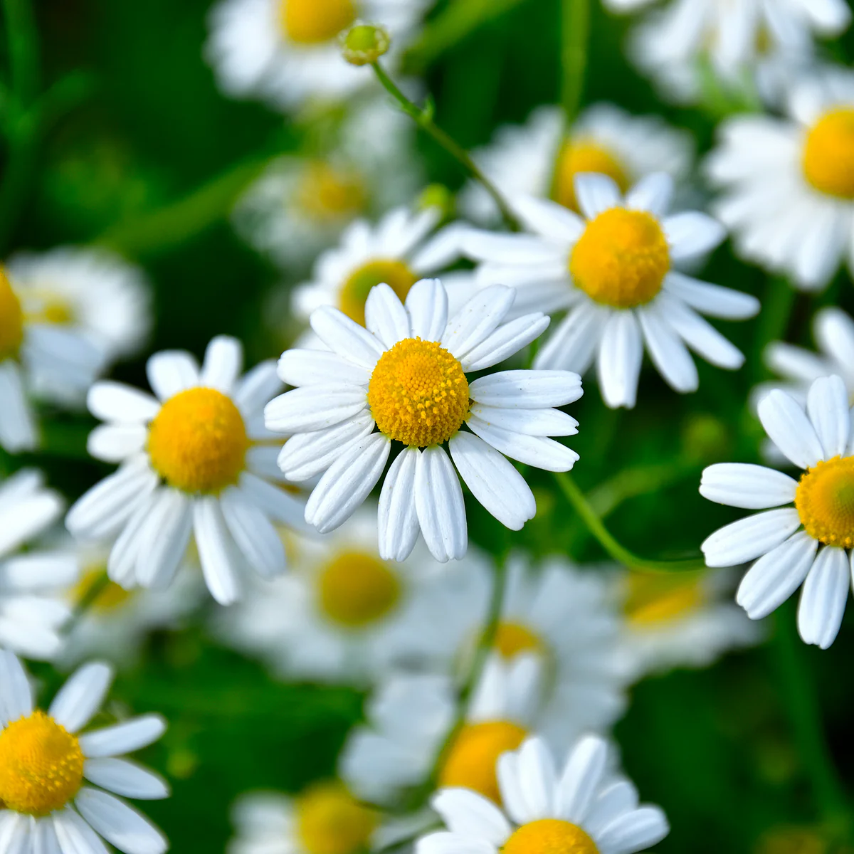 Gros plan sur le cœur jaune d'une fleur de camomille