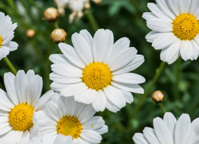 Fleurs de camomille sauvage dans un champ