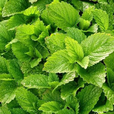 Plan de mélisse officinale dans la nature