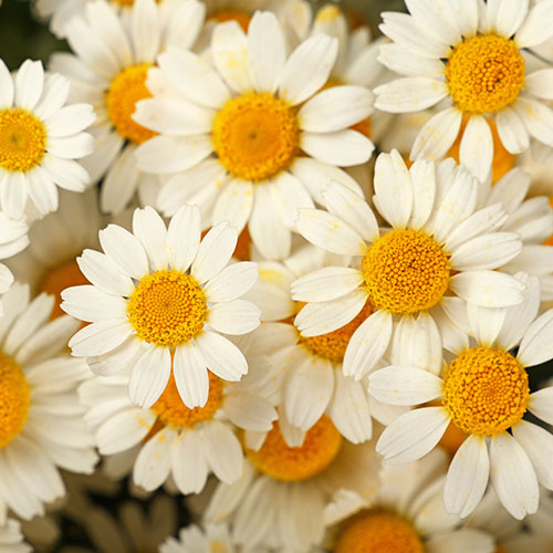 Fleurs de camomille romaine au cœur jaune et pétales blancs