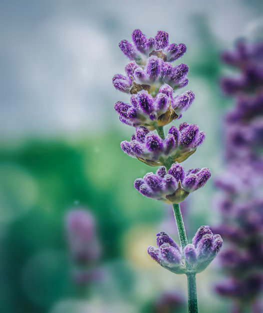 Fleurs de lavande en gros plan