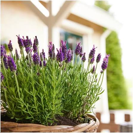 Fleurs de camomille séchées prêtes pour l'infusion