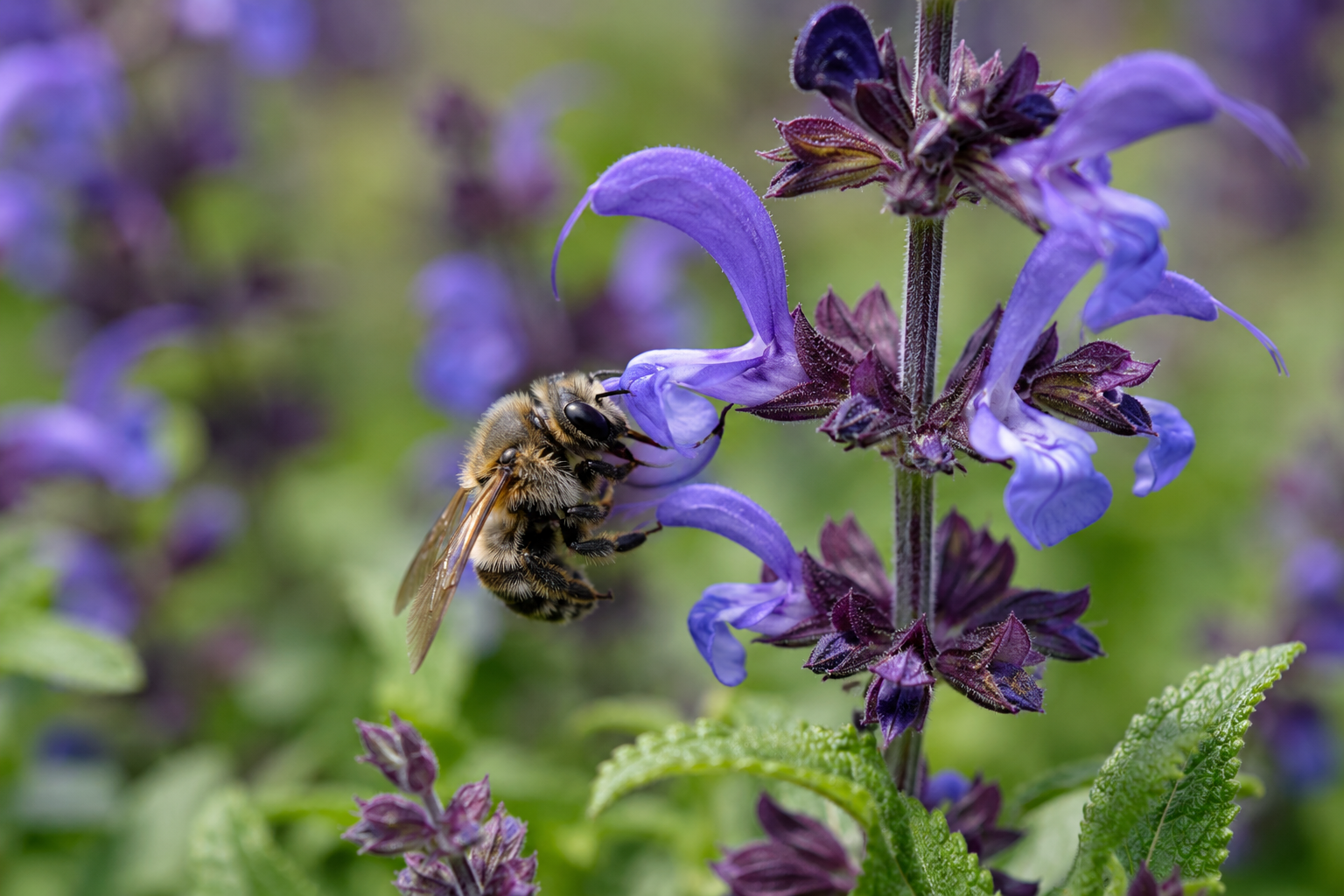Une abeille butine les fleurs de sauge du jardin