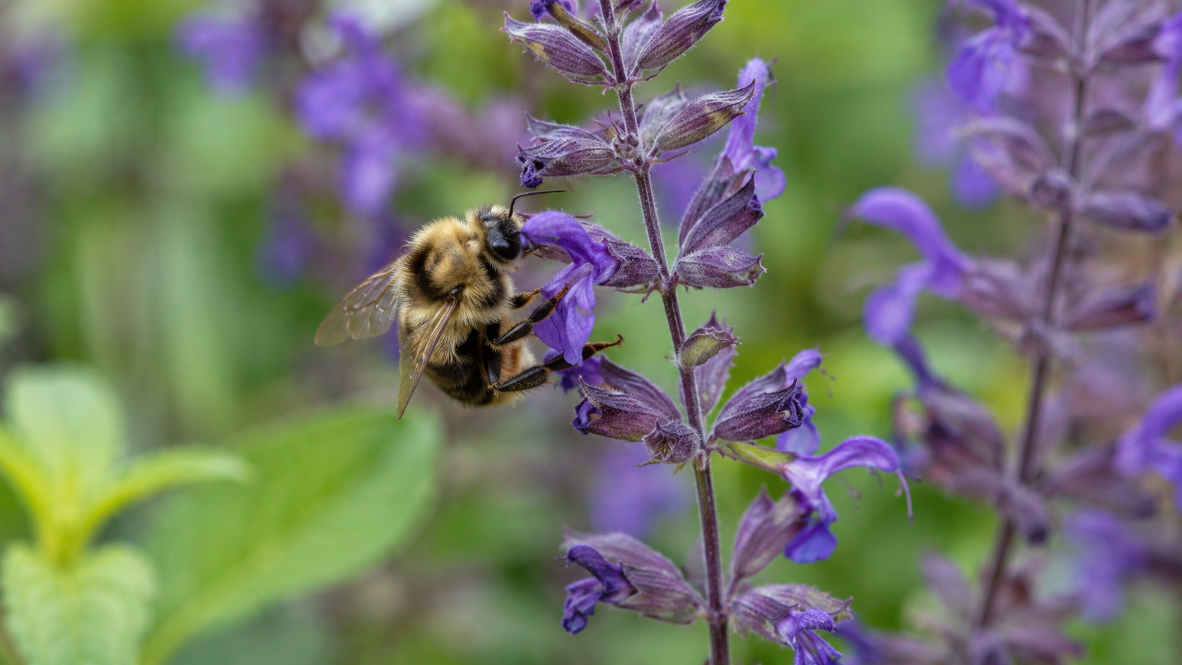 Une abeille sauvage butinant une fleur de sauge violette