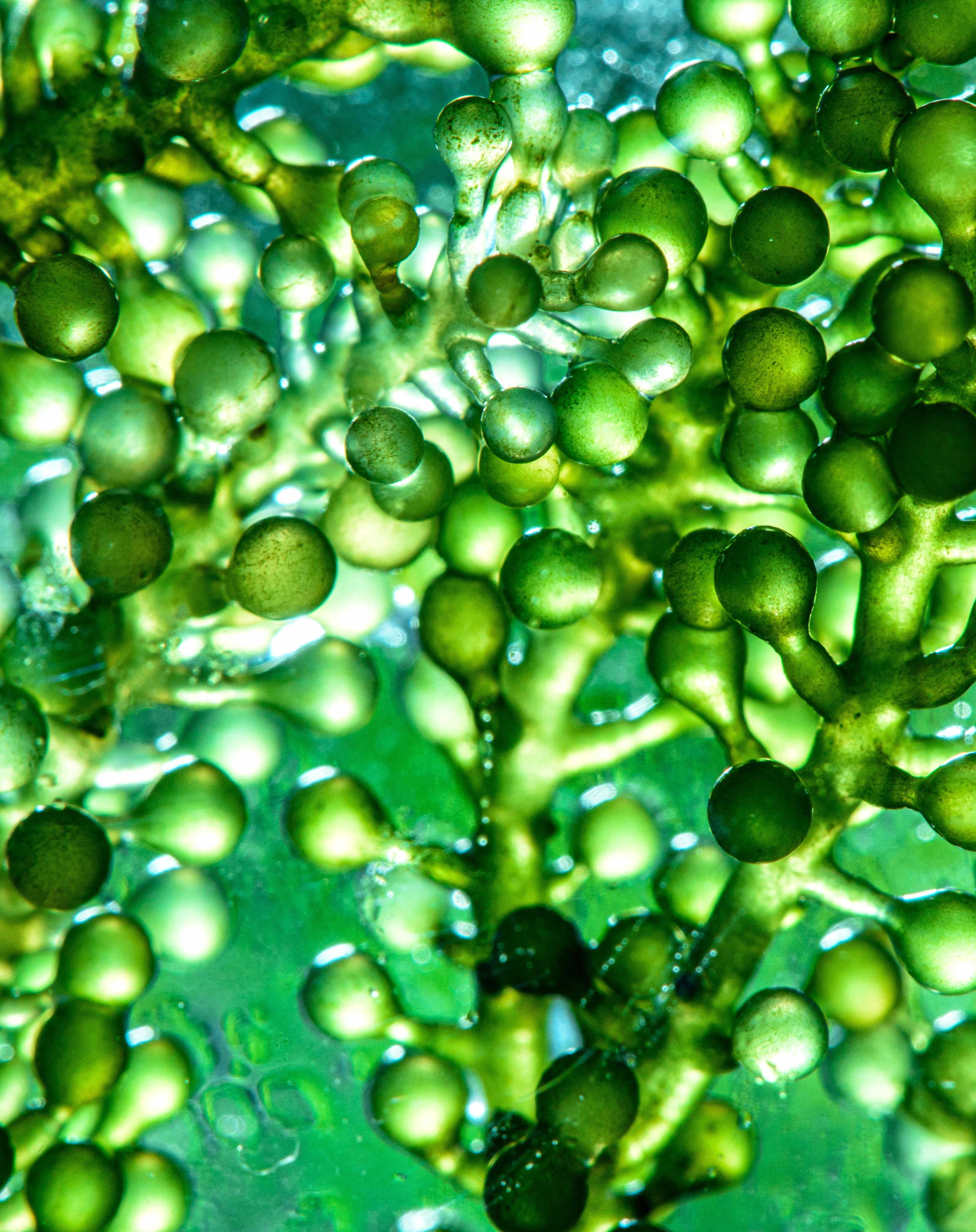 Chlorelle — origine et histoire