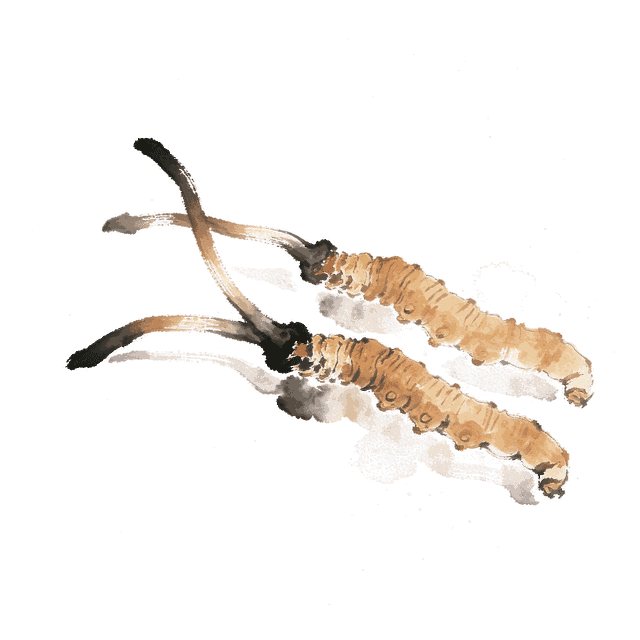 Illustration aquarelle du champignon Cordyceps