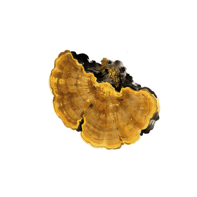Illustration aquarelle du champignon Faux Amadouvier