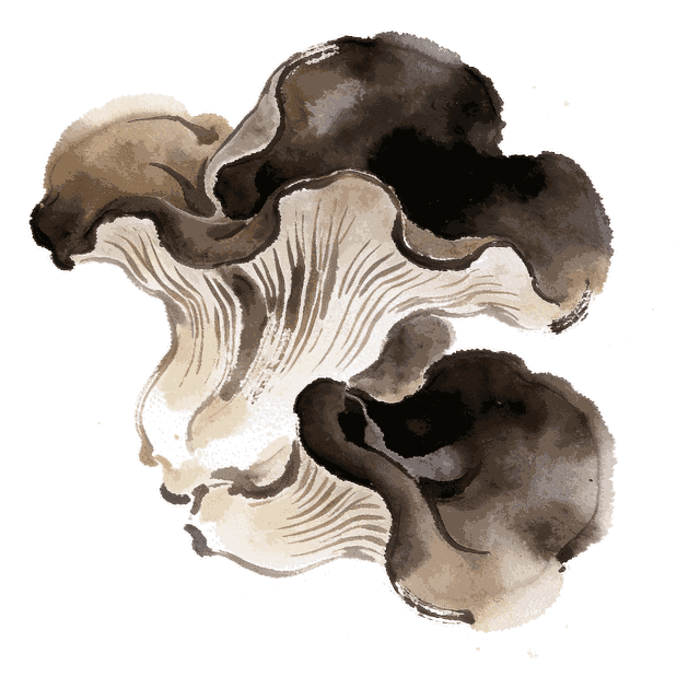 Illustration aquarelle du champignon Oreille de Judas