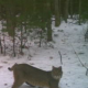 Adams County Deer Hunting photo by poptop