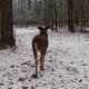 Adams County Deer Hunting photo by budman1987