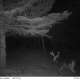 Trail Camera Photos photo by Hogman2010