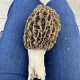 Morels photo by the Jimmer