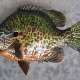 Panfish mounts photo by fishngod